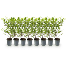 Green boutiQ - Haagplanten - Ligustrum ovalifolium Aureum - blad geel groen - 8 planten - 1 strekkende meter - groenblijvend - pot  9cm hoogte 35-40cm