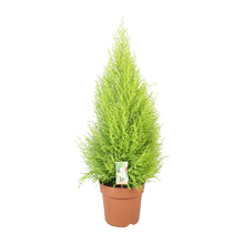 Cupressus Goldcrest Wilma - Ø21cm - ↕90cm