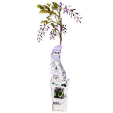 Wisteria sinensis Caroline - Ljubičasta kiša - Ø15cm - ↕65cm