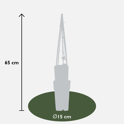 4x - Clematis Predsjednik - ↨65cm - Ø15