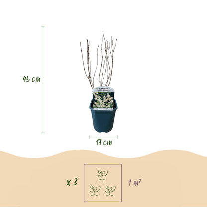 Green boutiQ - Heesters -  Deutzia Gracilis - Bloem Wit - 1 Plant - Bladverliezend - Weinig Onderhoud - Pot 17cm Hoogte 45cm
