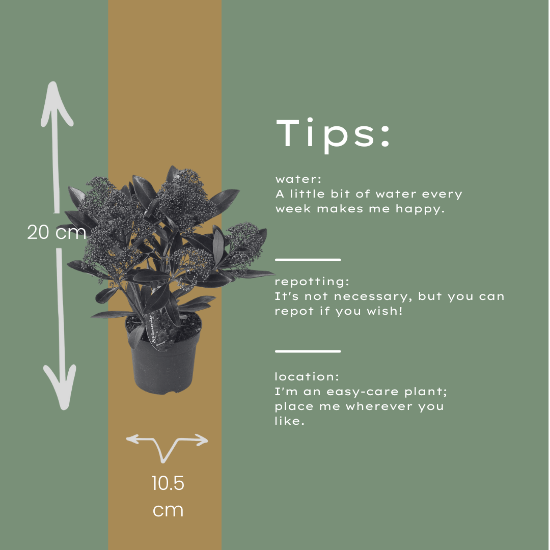 Set od 3 Skimmia 'Rubella' – Ø10,5 cm – ↨ 20-25 cm