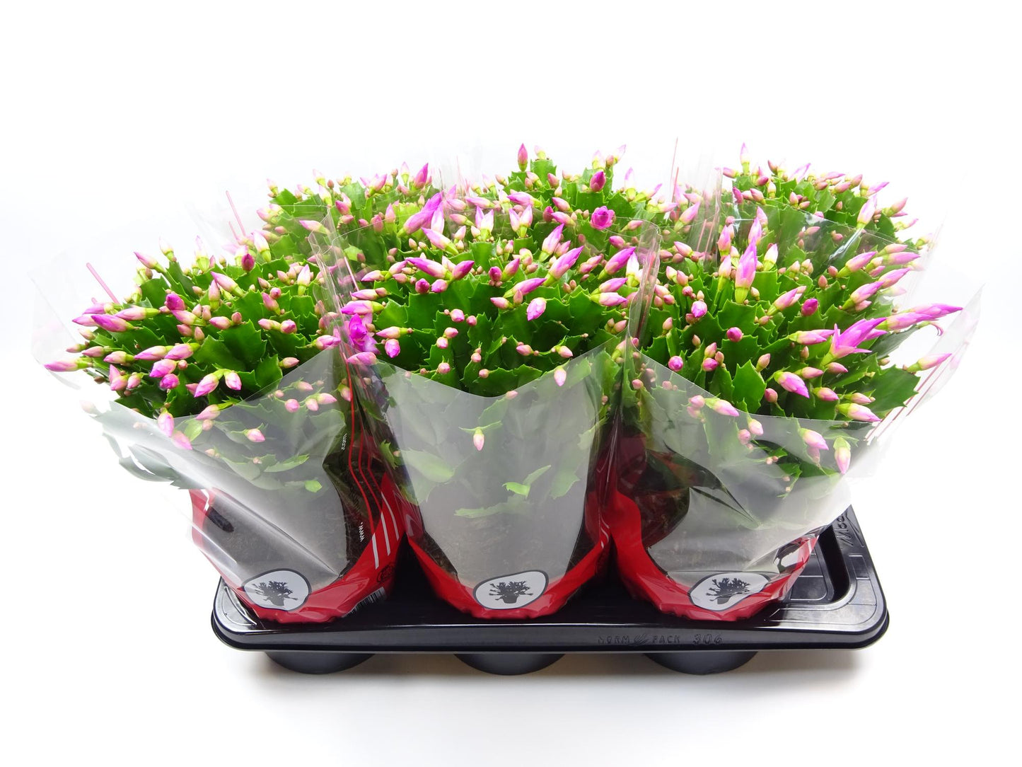 Šlumbergera 17 cm Ruža - Ø17cm - ↕35cm