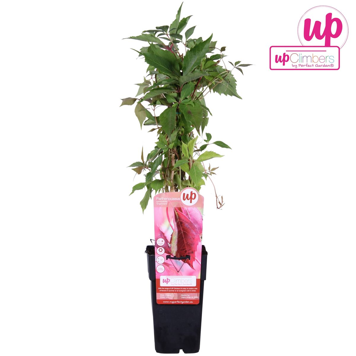 Partenocisus q. var. 'Engelmannii' - Ø15cm - ↕65cm