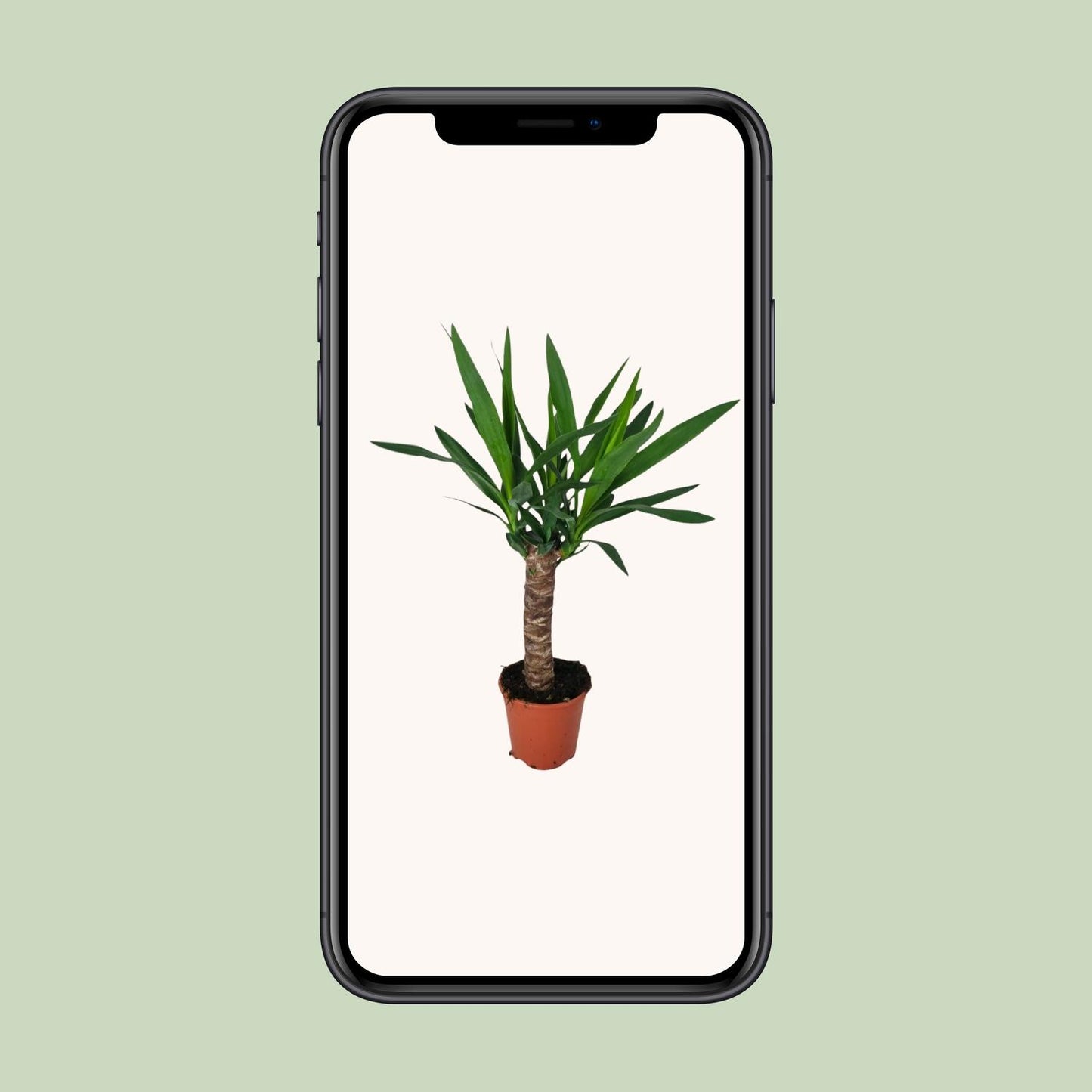 Juka - Ø14cm - ↕60cm