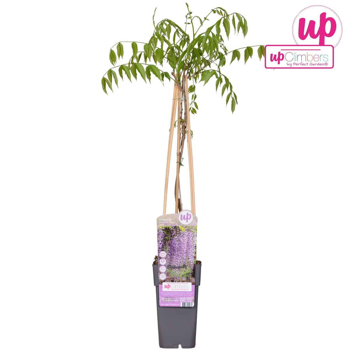 Wisteria floribunda 'Naga Noda' - Ljubičasta kiša - Ø15cm - ↕65cm