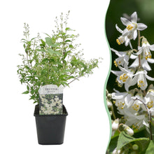Green boutiQ - Heesters -  Deutzia Gracilis - Bloem Wit - 1 Plant - Bladverliezend - Weinig Onderhoud - Pot 17cm Hoogte 45cm