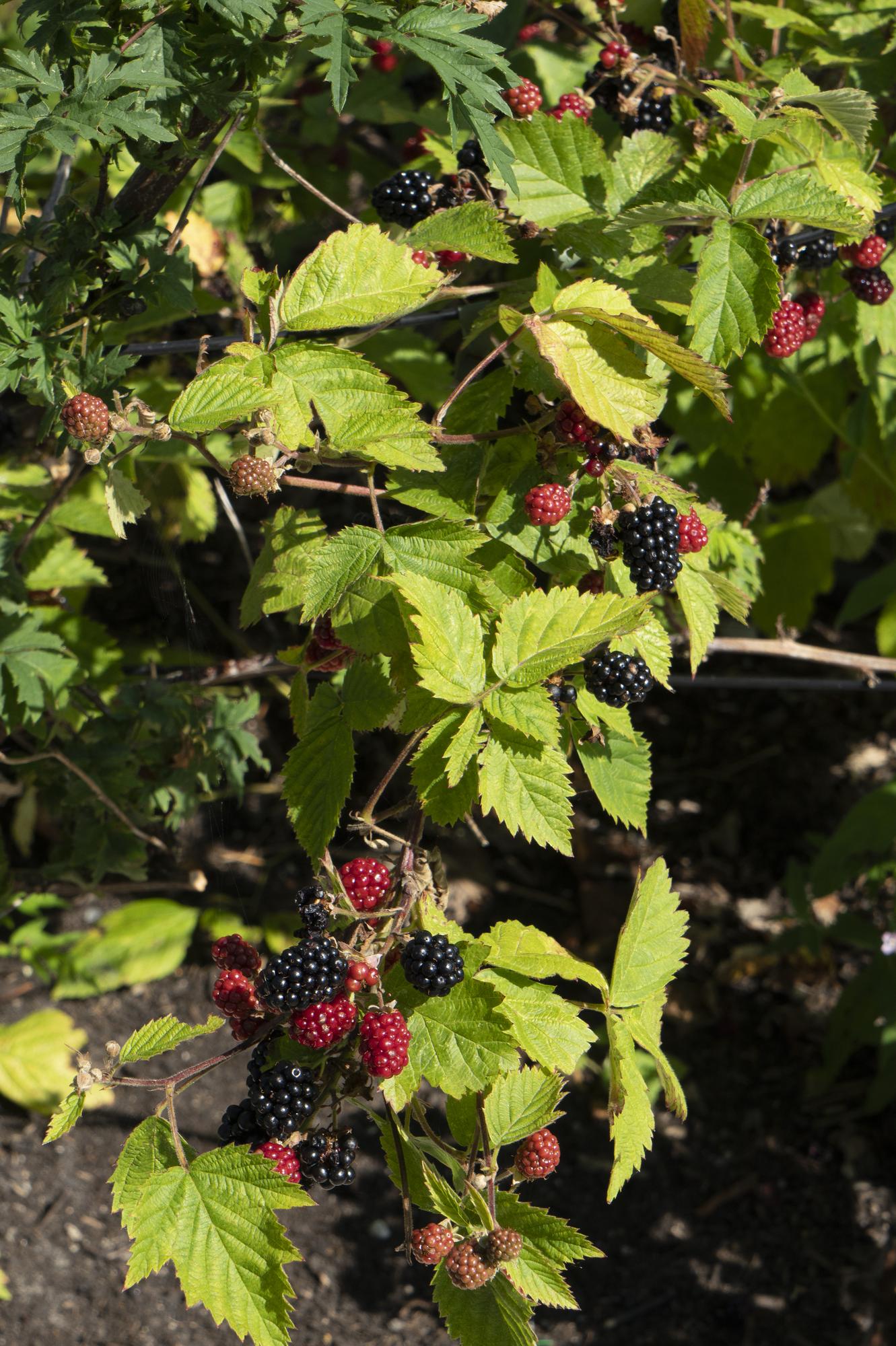 Rubus fruticosus 'Black Satin' - Kupina bez trnja - Ø13cm - ↕45cm