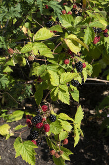 Rubus fruticosus 'Black Satin' - Kupina bez trnja - Ø13cm - ↕45cm