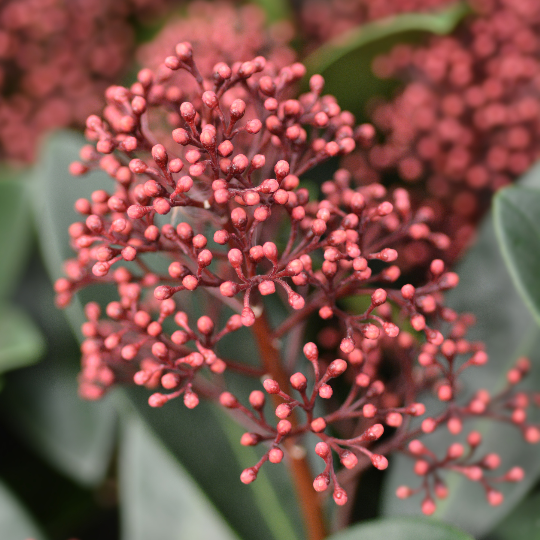 Set od 3 Skimmia 'Rubella' – Ø10,5 cm – ↨ 20-25 cm