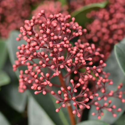Set od 3 Skimmia 'Rubella' – Ø10,5 cm – ↨ 20-25 cm
