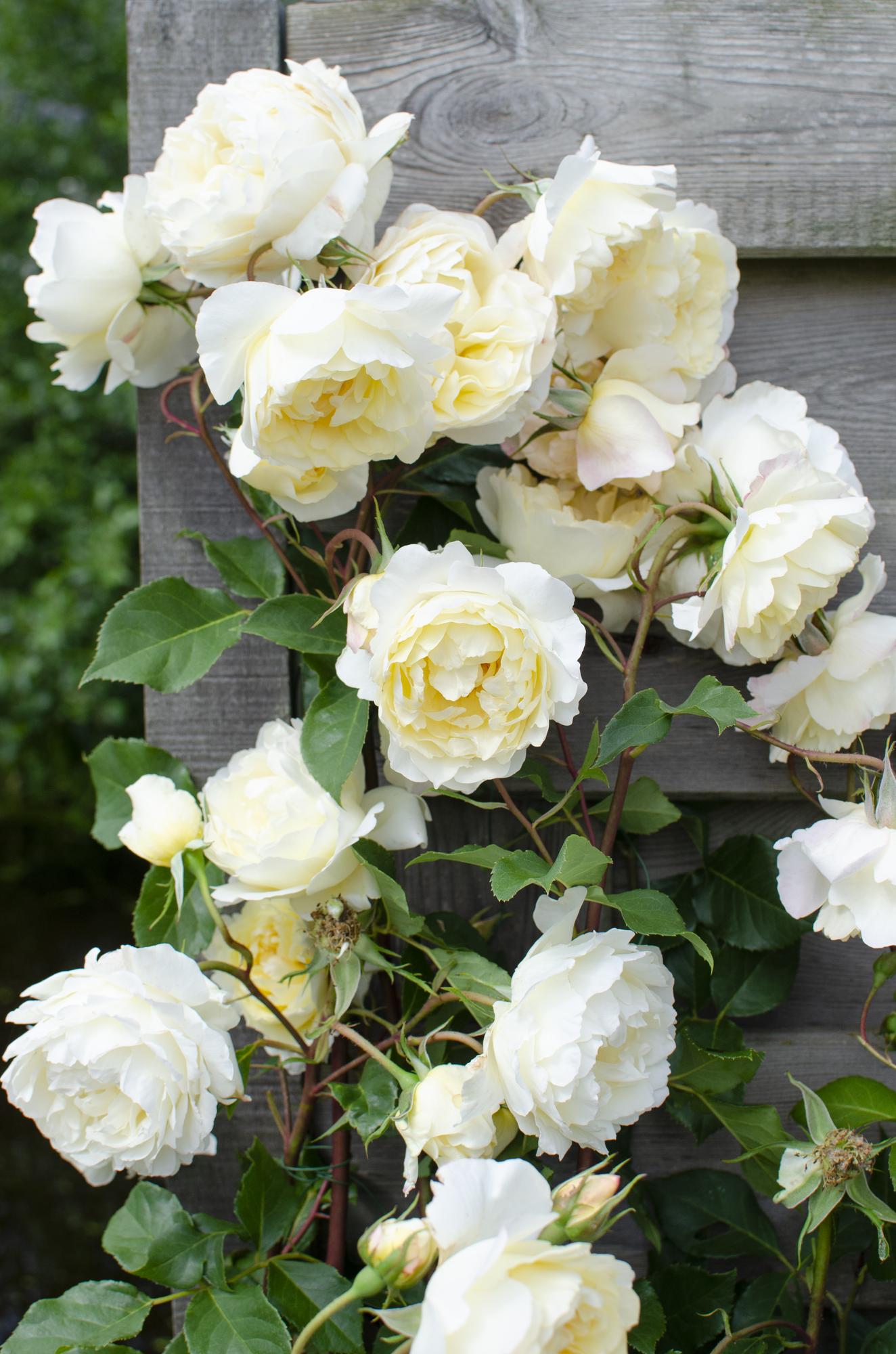 Rosa Crazy in love 'Vanilla' - Kremasta ruža - Ø15cm - ↕65cm