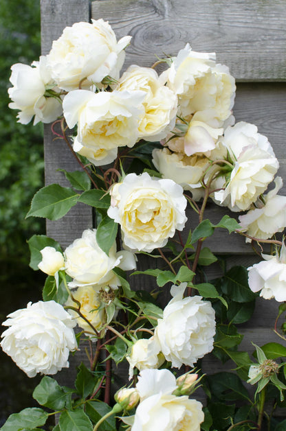 Rosa Crazy in love 'Vanilla' - Kremasta ruža - Ø15cm - ↕65cm