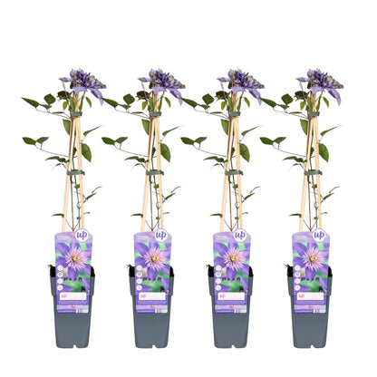 4x - Clematis višebojni plavi - ↨65cm - Ø15