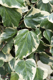 Hedera colchica 'Dentata Variegata' - Ø15cm - ↕65cm
