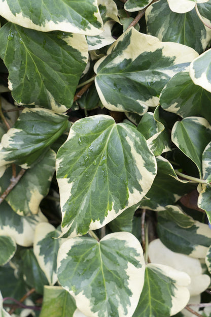 Hedera colchica 'Dentata Variegata' - Ø15cm - ↕65cm