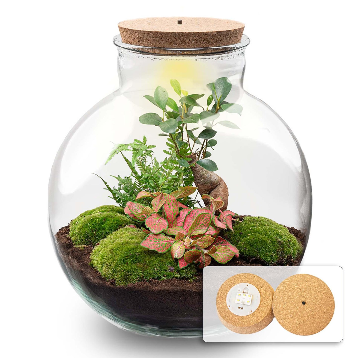 DIY Planten terrarium met licht - Bolder Bob Bonsai - Ø 31 cm ↑ 30 cm