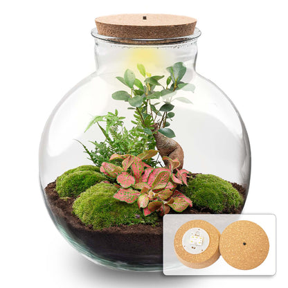 DIY Planten terrarium met licht - Bolder Bob Bonsai - Ø 31 cm ↑ 30 cm