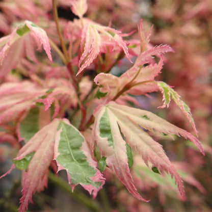 Green boutiQ - Terrasplant - Japanse Esdoorn - Acer palmatum Iyoshi - Roze - 1 Plant - Bladverliezend - Pot 19cm Hoogte 70cm