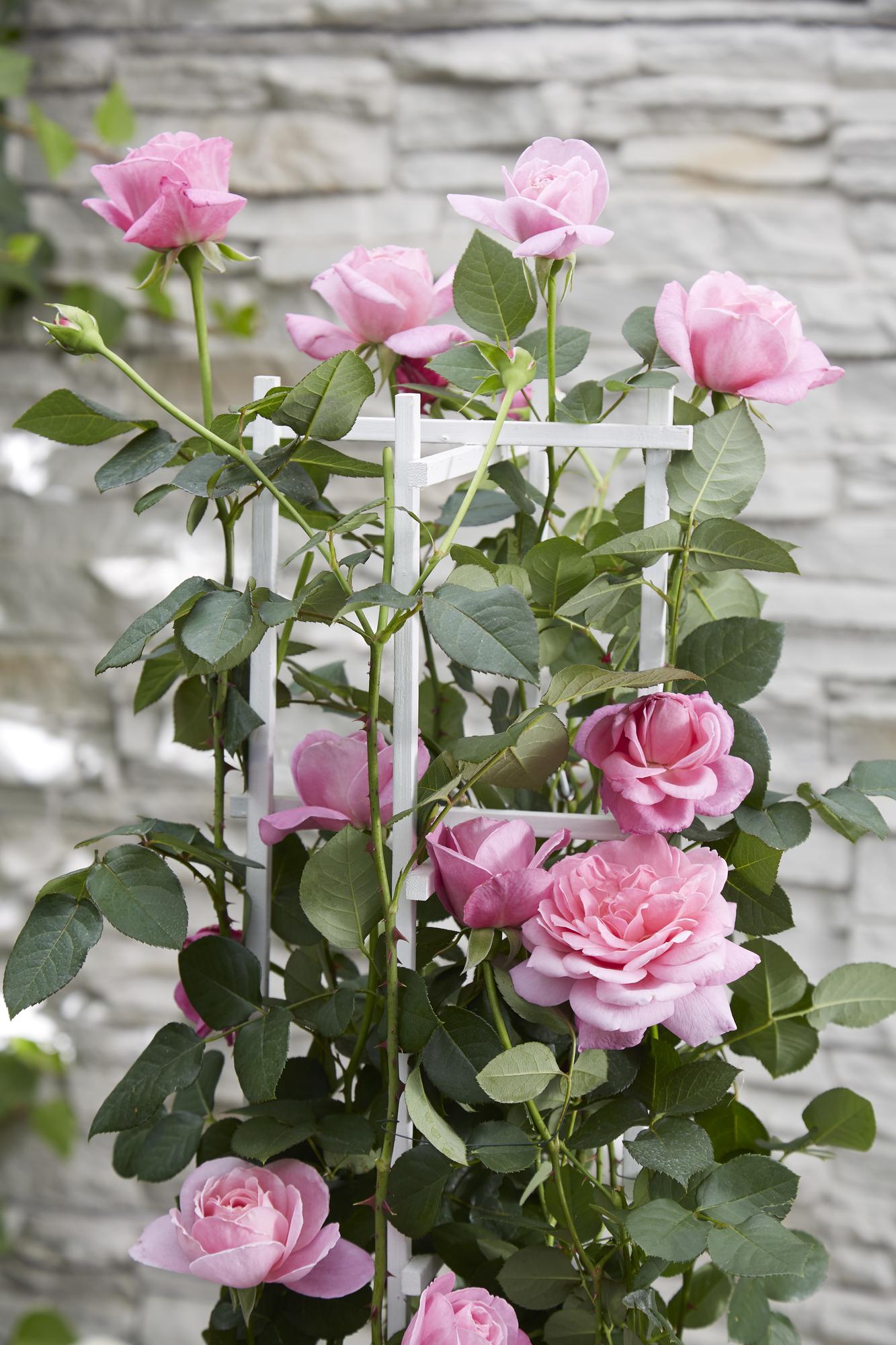 Rosa Crazy in love 'Pink' - Ružičasta ruža - Ø15cm - ↕65cm