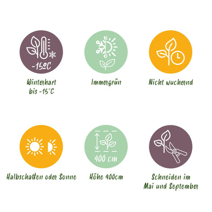 Green boutiQ - Haagplanten - Ligustrum ovalifolium -  blad groen - 6 planten - 1 strekkende meter - groenblijvend - pot 17cm hoogte 55cm