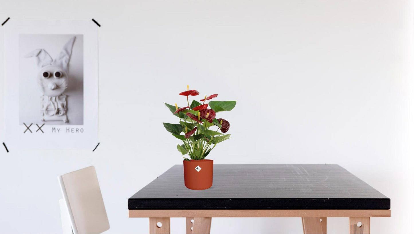 Anthurium Calon u prozirnom omotu - Ø12cm - ↕36cm