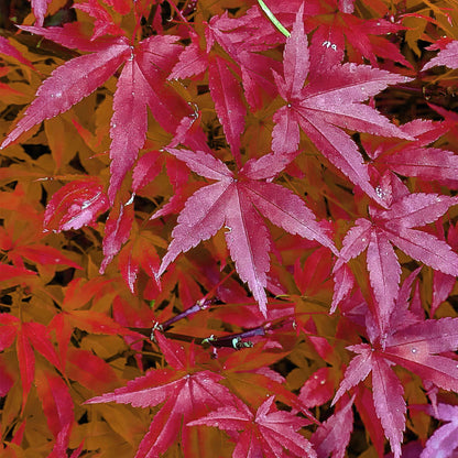 Green boutiQ - Terrasplant - Japanse Esdoorn - Acer palmatum Pink Dwarf - Roze - 1 Plant - Bladverliezend - Pot 19cm Hoogte 70cm