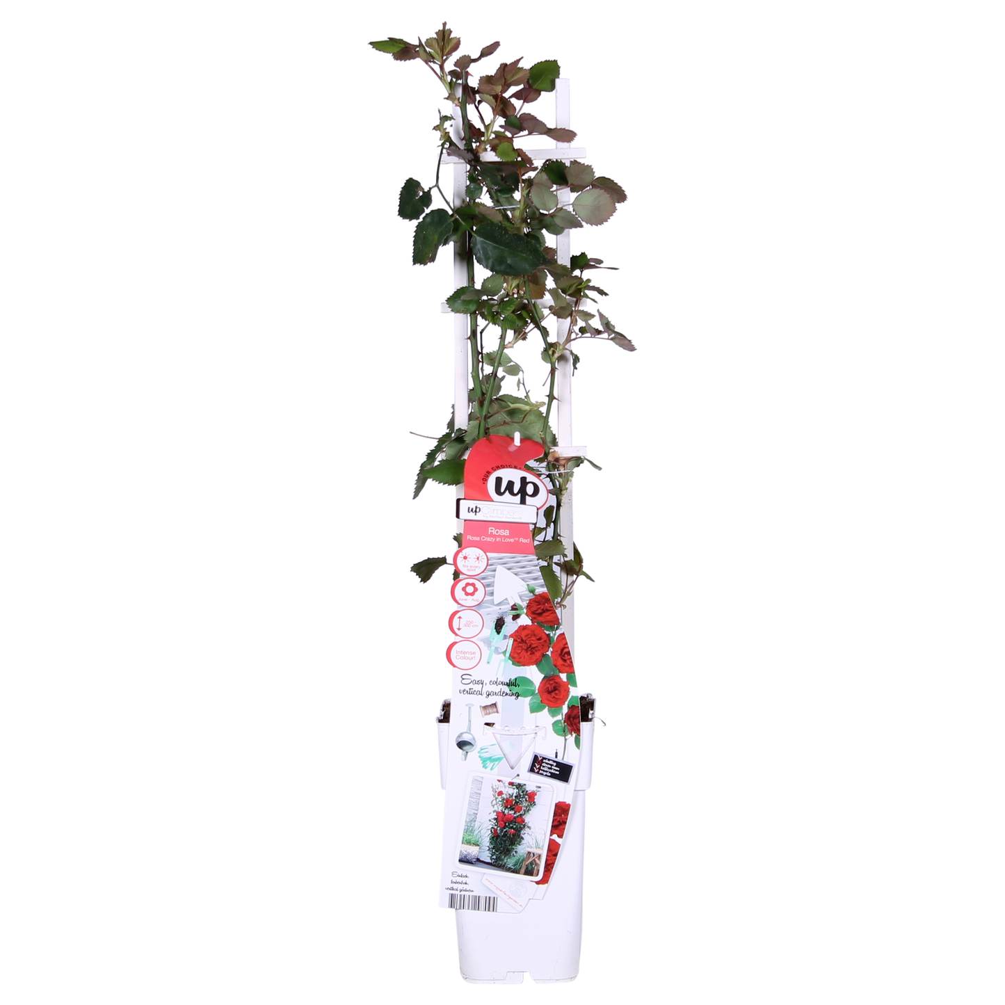 Rosa Crazy in love 'Crvena' - Crvena ruža - Ø15cm - ↕65cm