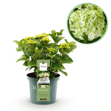 Green boutiQ - Terrasplant - Hortensia - Hydrangea Magical Nobless - Wit - 6-10 Bloemen - Pot 23cm Hoogte 55cm