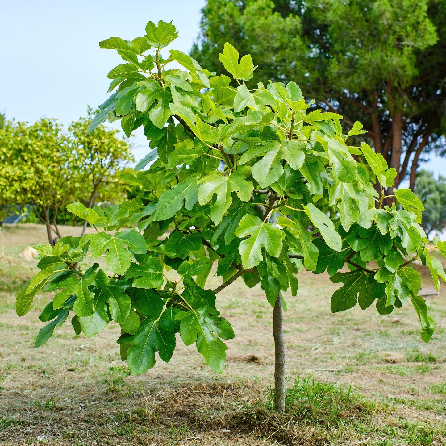 Green boutiQ - Tuinplant - Ficus carica Brown Turkey - Plant op stam - Terras Plant - Bladverliezend - Weinig Onderhoud - Pot 19cm Hoogte 90cm