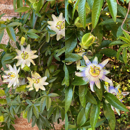 Green boutiQ - Passiebloem - Passiflora Tricolour  - Bloem Roze Wit Paars - Weinig onderhoud - 3 planten - Pot 11cm Hoogte 40cm
