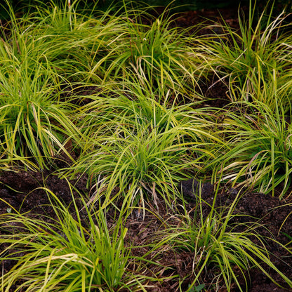 Green boutiQ - Siergrassen -  Carex oshimensis Everillo - Geel - 4 Planten - Bladhoudend - Weinig Onderhoud - Pot 17cm Hoogte 50cm