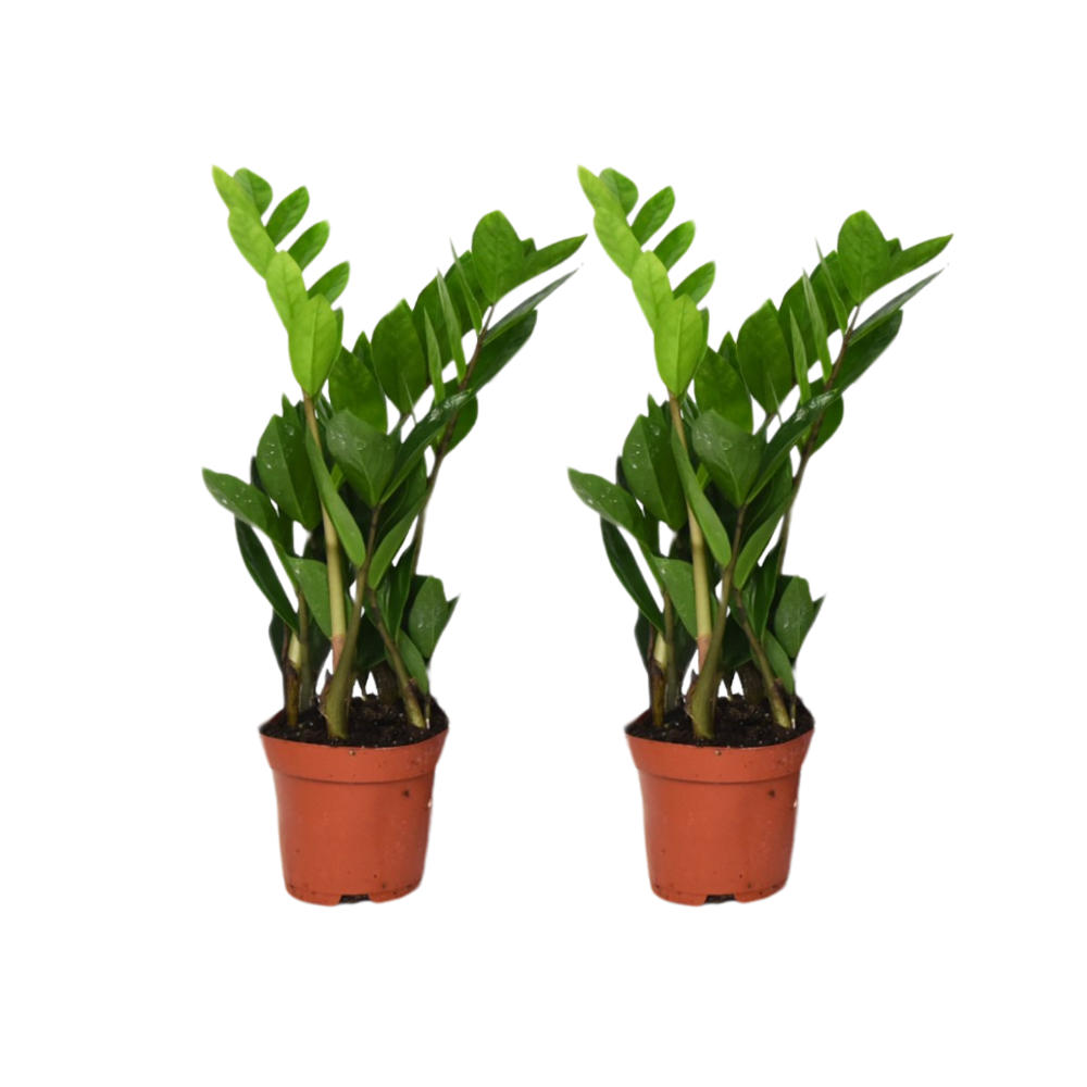 Zamioculcas Zamiifolia - 2 komada - ø12cm - ↕40cm