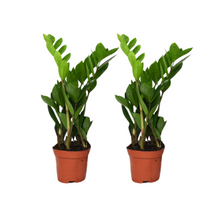 Zamioculcas Zamiifolia - 2 komada - ø12cm - ↕40cm