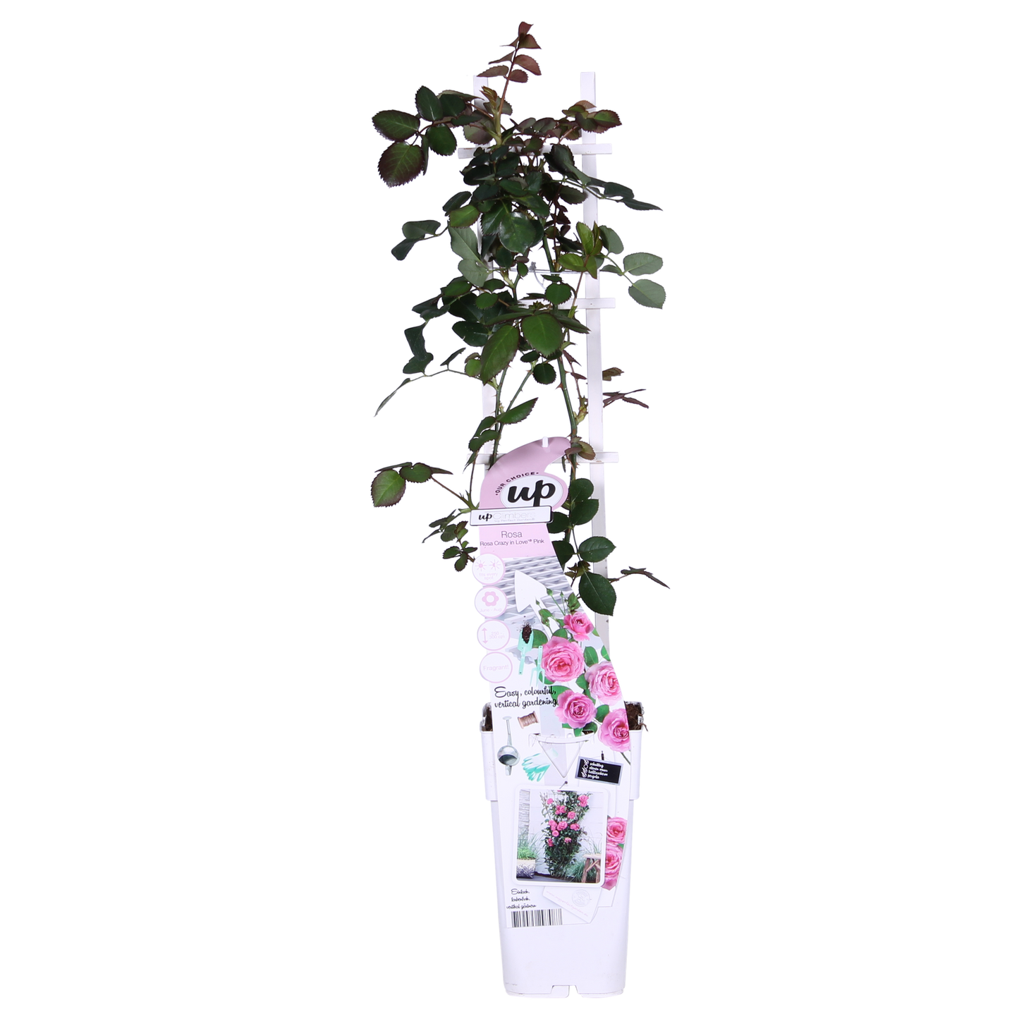 Rosa Crazy in love 'Pink' - Ružičasta ruža - Ø15cm - ↕65cm