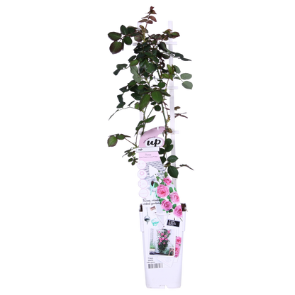 Rosa Crazy in love 'Pink' - Ružičasta ruža - Ø15cm - ↕65cm