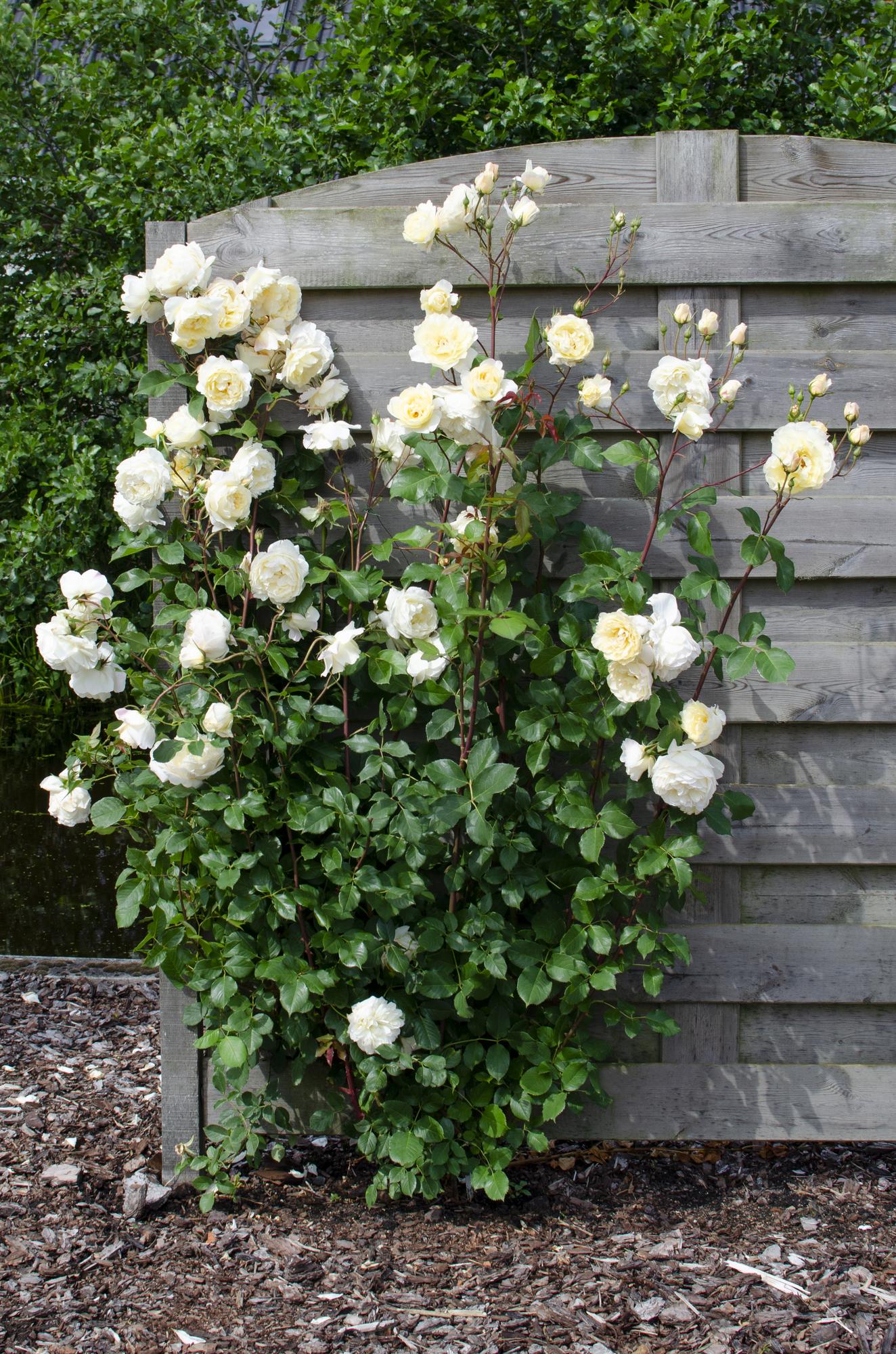 Rosa Crazy in love 'Vanilla' - Kremasta ruža - Ø15cm - ↕65cm