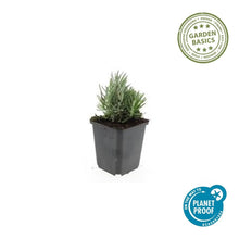 40x Lavandula ang. 'Dwarf Blue' - ↕10-25cm - Ø9cm