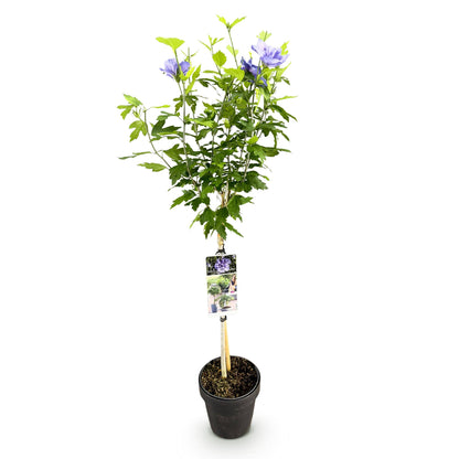 Green boutiQ - Tuinplant - Hibiscus syriacus Blue Chiffon® - Plant op stam - Terras Plant - Bladverliezend - Weinig Onderhoud - Pot 19cm Hoogte 90cm