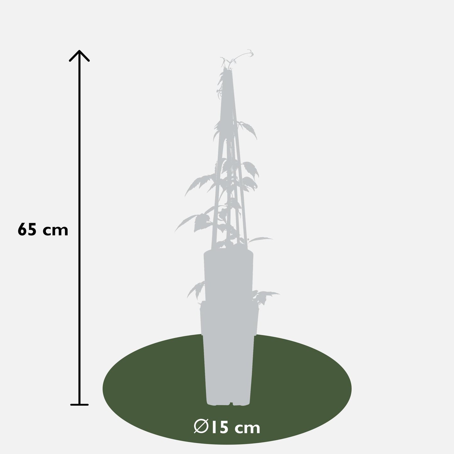 Clematis Montana 'Grandiflora' - ↨65cm - Ø15