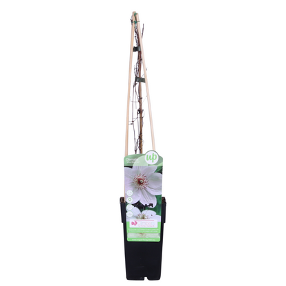 Klematis Miss Bateman - Clematis Wit - Ø15cm - ↕65cm