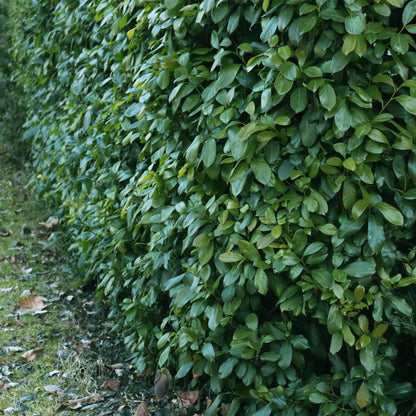 Green boutiQ - Haagplanten - Prunus laurocerasus Etna - blad groen - 6 planten - 1 strekkende meter - groenblijvend - pot 17cm hoogte 50cm