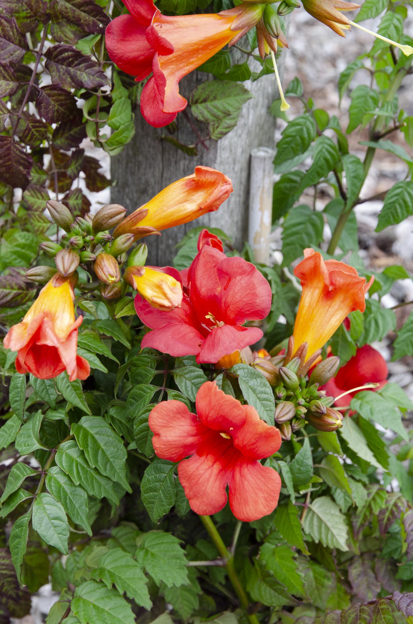 2x - Campsis Summer Jazz 'Vatrena truba' - ↨65cm - Ø15