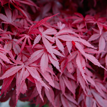 Green boutiQ - Terrasplant - Japanse Esdoorn - Acer palmatum Skeetsers Broom - Paars - 1 Plant - Bladverliezend - Pot 19cm Hoogte 70cm