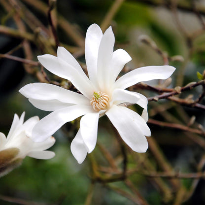Green boutiQ - Heesters -  Magnolia Stellata  - Bloem Wit  - 1 Plant - Bladverliezend - Weinig Onderhoud - Pot 17cm Hoogte 45cm