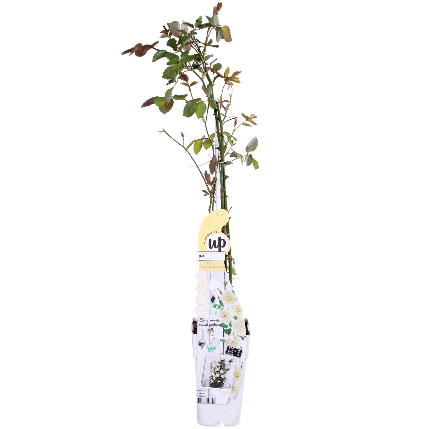 Rosa Crazy in love 'Vanilla' - Kremasta ruža - Ø15cm - ↕65cm