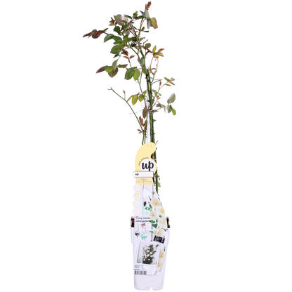 Rosa Crazy in love 'Vanilla' - Kremasta ruža - Ø15cm - ↕65cm