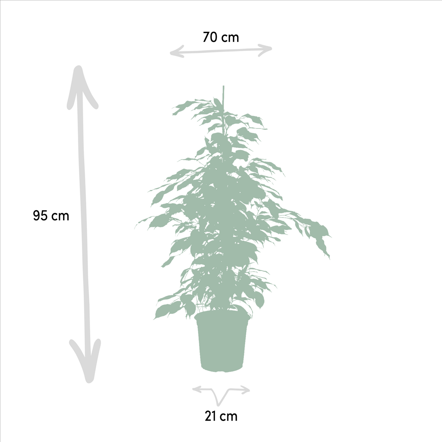Fikus Benjamina Danielle - Ø21cm - ↕95cm + Fikus Benjamina Twilight - Ø21cm - ↕95cm + Fikus Microcarpa Moclame - Ø21cm - ↕95cm