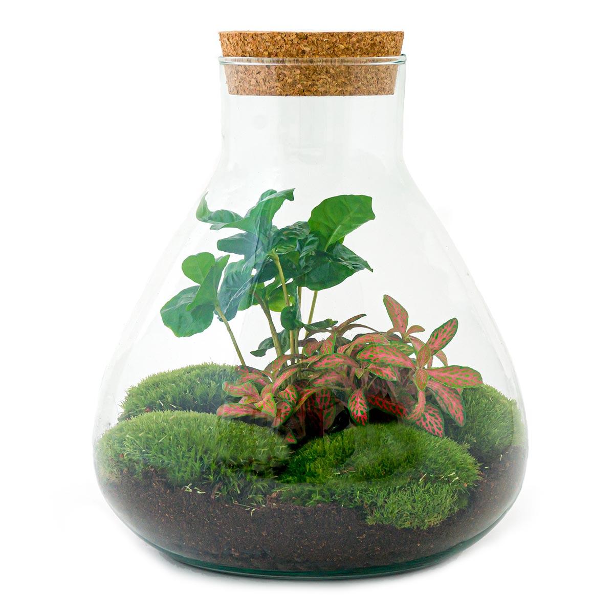 DIY terrarium - Sammie Coffea Red - Ø 22,5 cm ↑ 27 cm - Rake + Shovel + Tweezer
