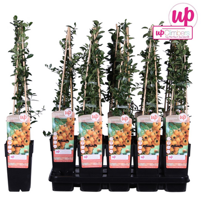 Pyracantha 'Soleil dOr' - Ø15cm - ↕65cm